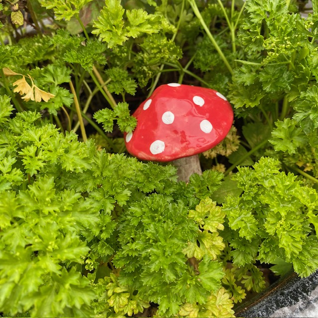 ceramic mushroom in a plant pot containing parsley herbs